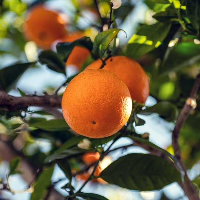 Blood Orange Essential Oil - Direct from Citrusmade in Sicily - Pure Essential Oil for Diffusers and Aromatherapy - Pure Cold-Pressed | 100% Pure Therapeutic Grade (2LBS)