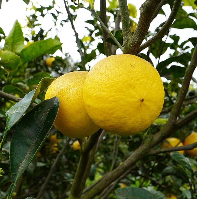 Grapefruit Essential Oil - Direct from Citrusmade in Sicily- Pure Essential Oil for Diffusers and Aromatherapy | 100% Pure Therapeutic Grade (25LBS)