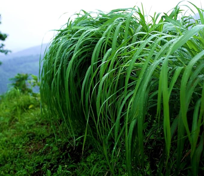 Citronella Essential Oil - Direct from Central Java, Indonesia - Pure Essential Oil for Diffusers and Aromatherapy | 100% Pure Therapeutic Grade (25LBS)