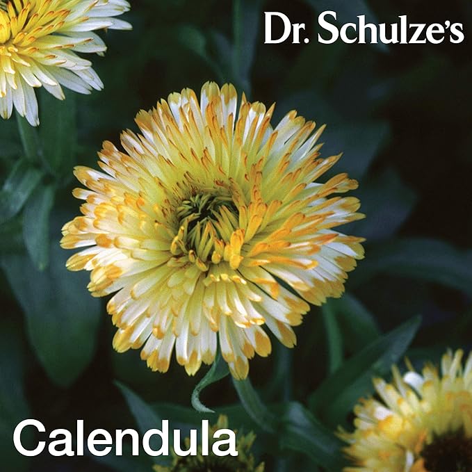 Dr. Schulze's Deep Tissue Oil | Powerful Herbal Support for Muscles, Tendons and Joints