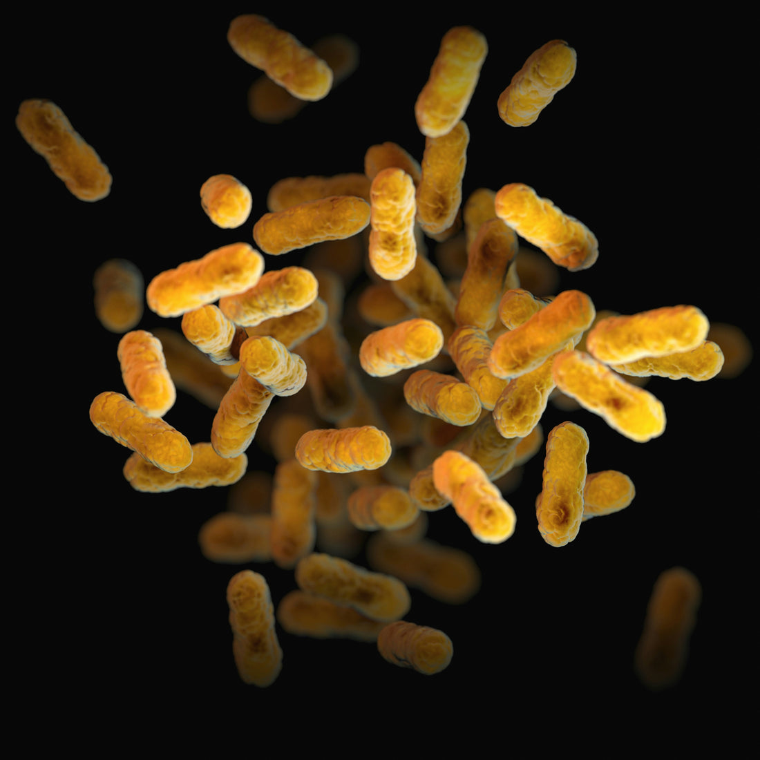 Gut Health and Probiotics: The Foundation of Immunity and Wellness