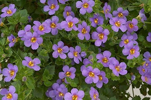Neuropa-Bacopa Supreme Neuro-Cognitive Harmony