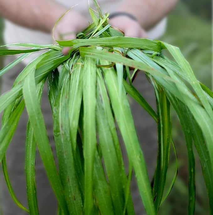 Citronella Essential Oil - Direct from Central Java, Indonesia - Pure Essential Oil for Diffusers and Aromatherapy | 100% Pure Therapeutic Grade (25LBS)